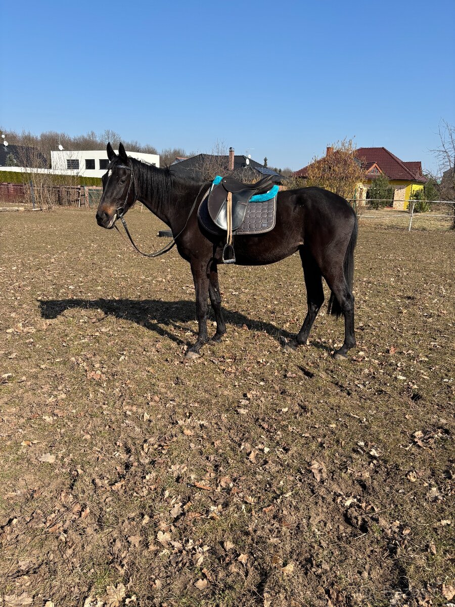 3 letá klisna teplokrevná - 2