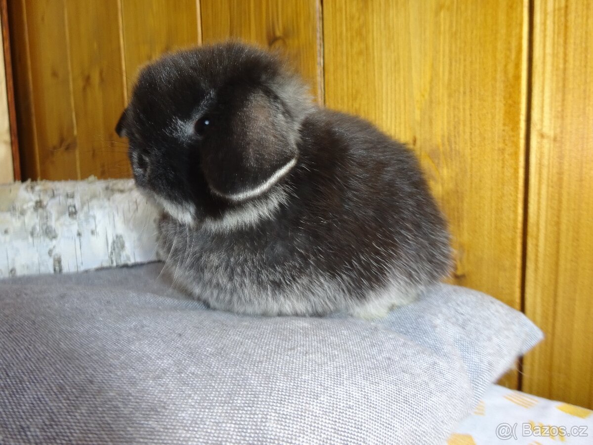 Minilop - sameček - 2