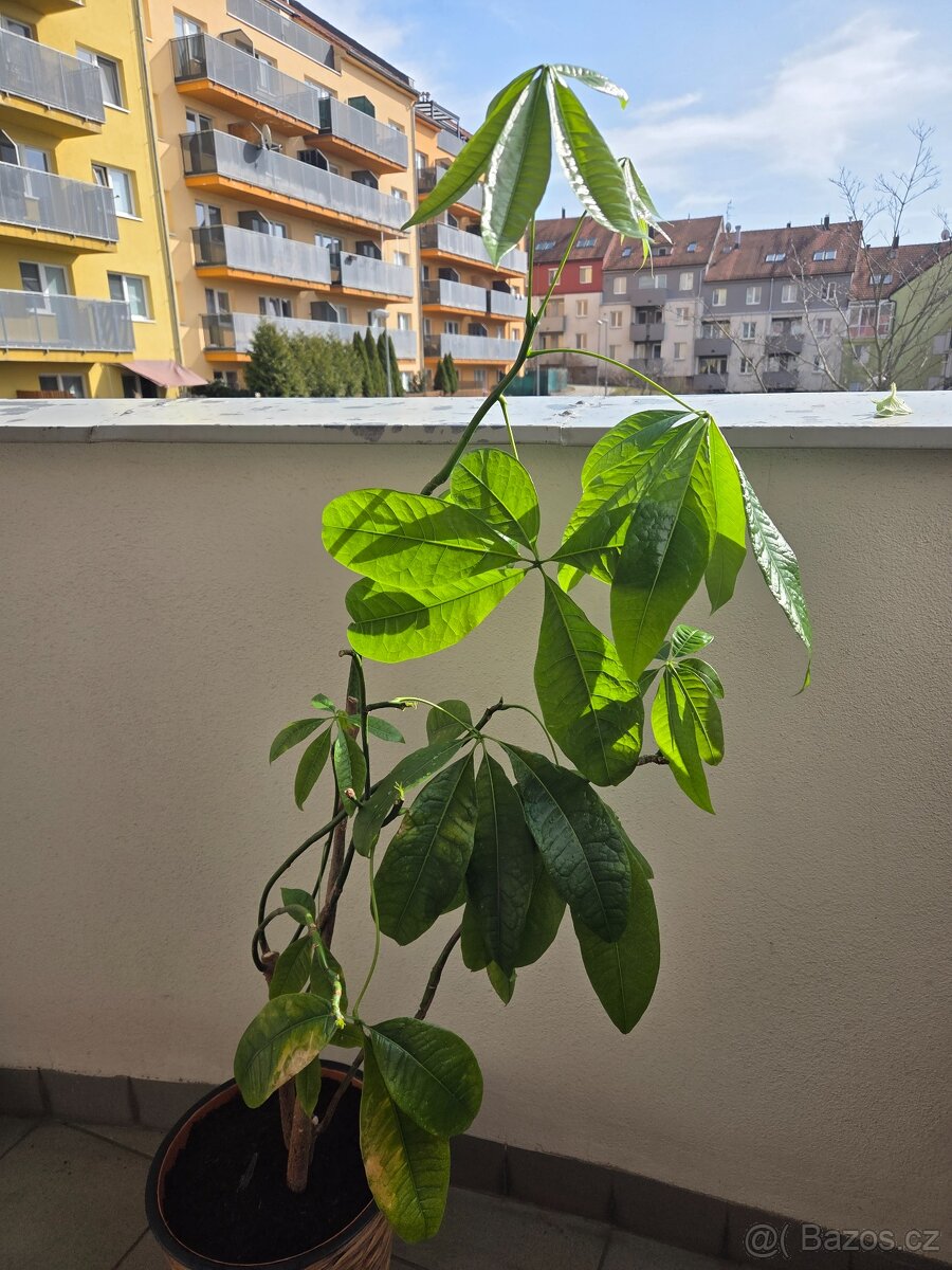 Pokojové květiny - 2