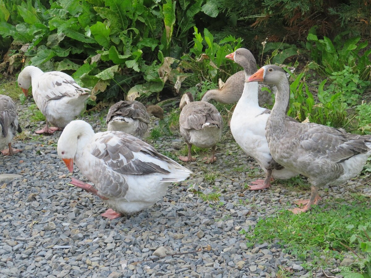 Husí násadová vejce - 2