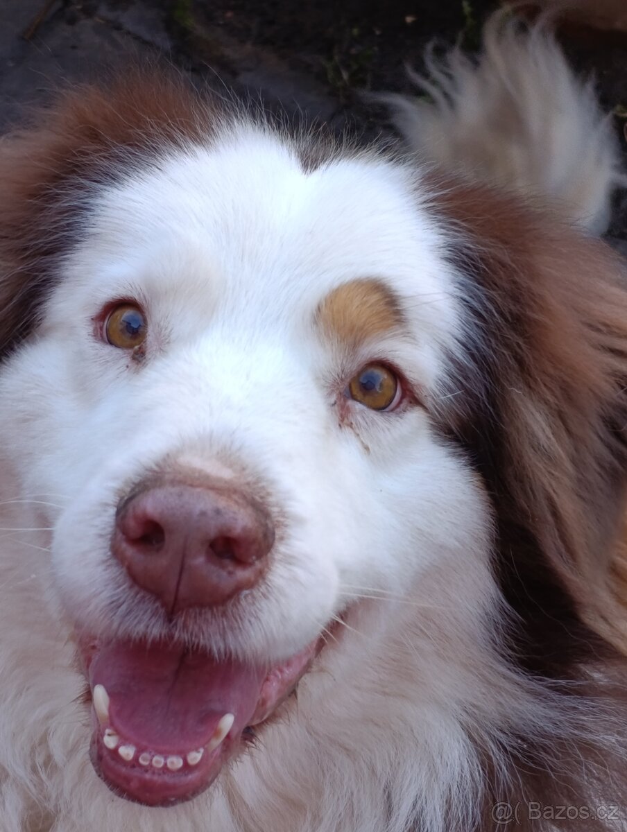 Australský ovčák k adopci - 2