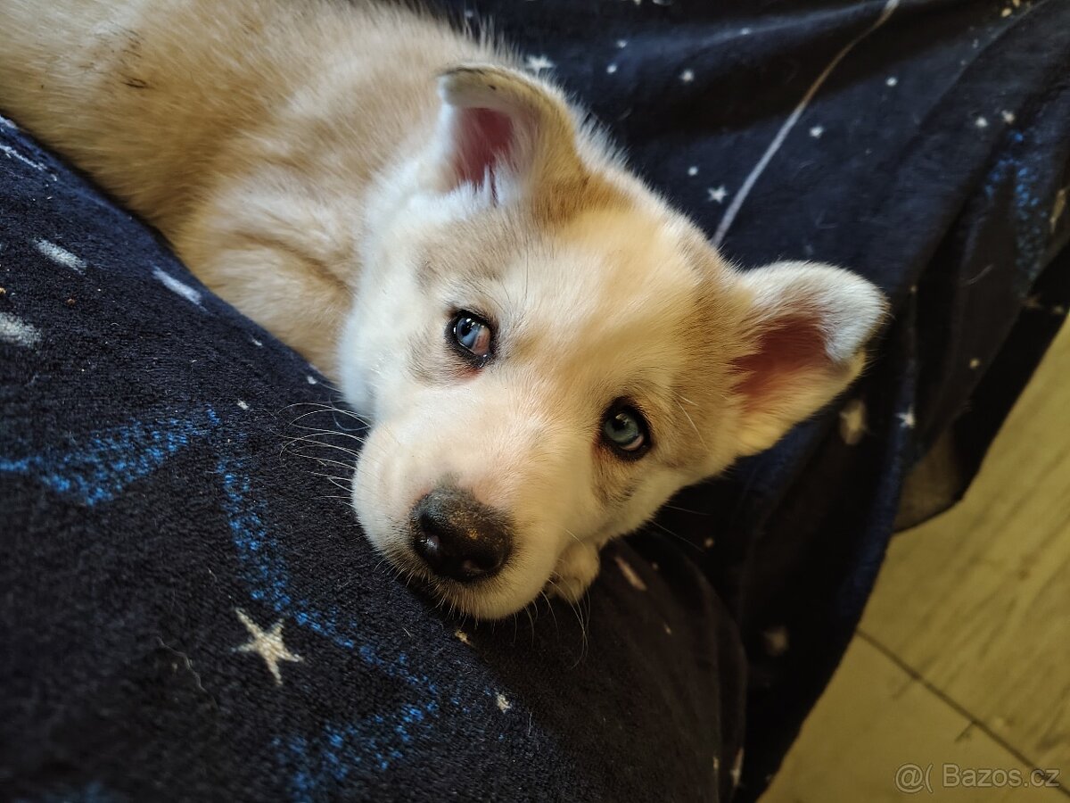 Husky štěňata - 2