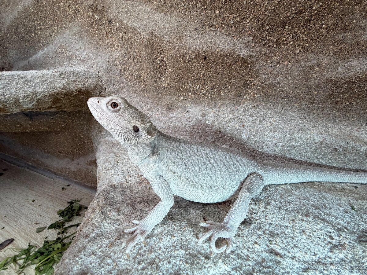 Agama vousatá hypo zero - 2