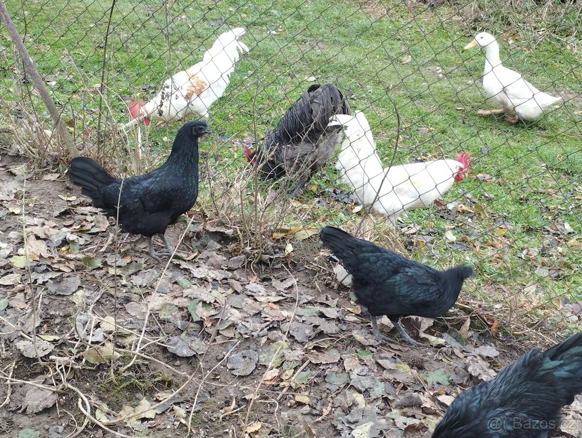 Ayam Cemani - 2