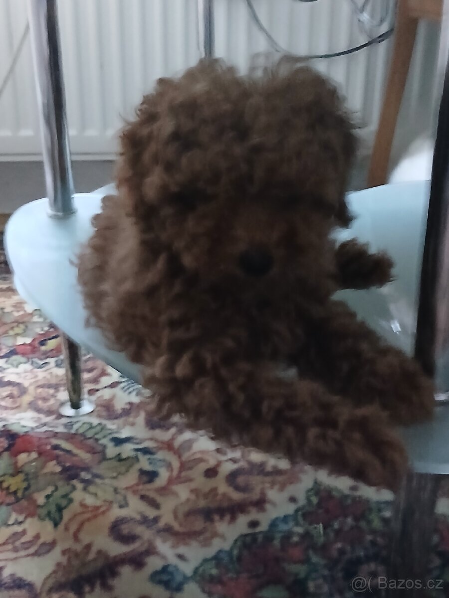 Maltipoo mini - 2
