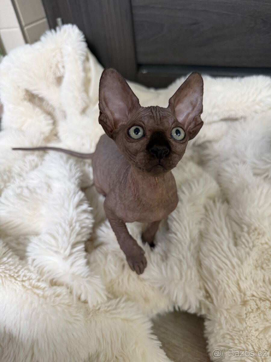 Kanadský Sphynx - 2