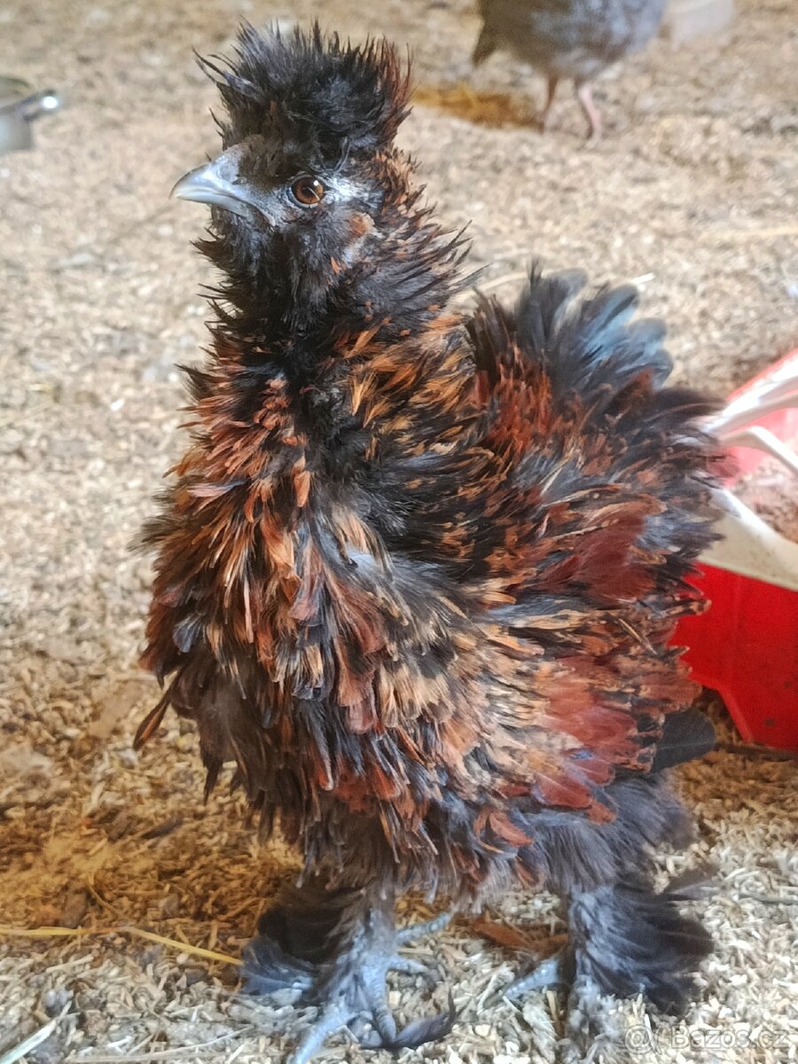Frizzle HEDVÁBNIČKA mladý kohoutek - 2