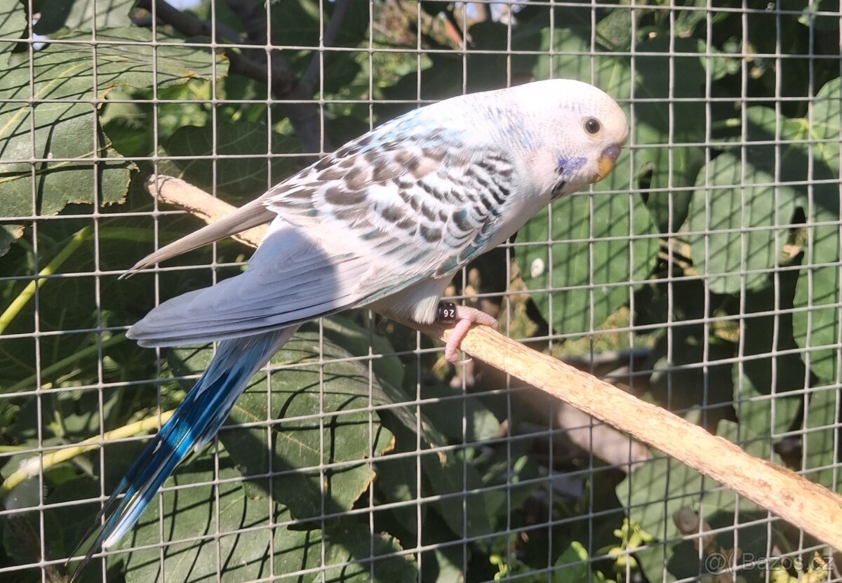 Andulky TCB - 2