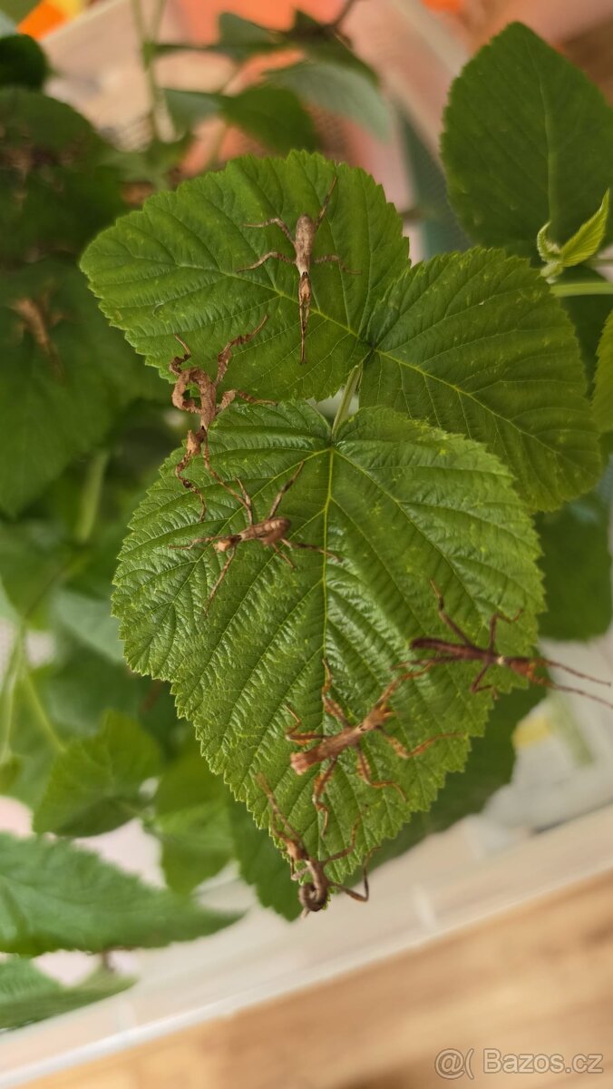 Strašilka australská - Extatosoma tiaratum - 2
