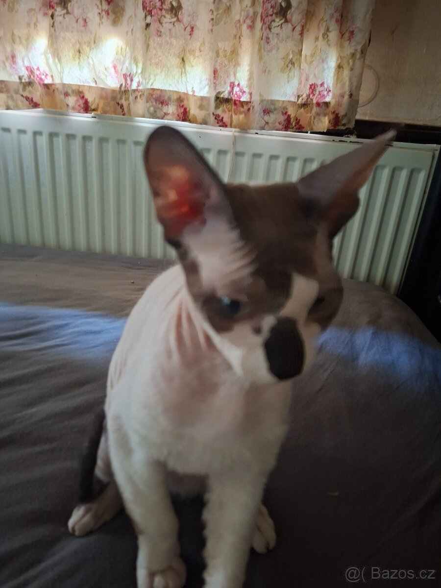 Don Sphynx - 2