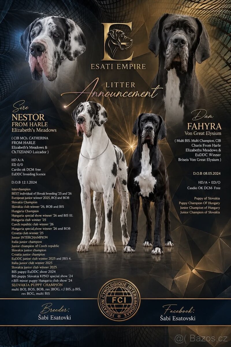 Německá doga s PP - 2