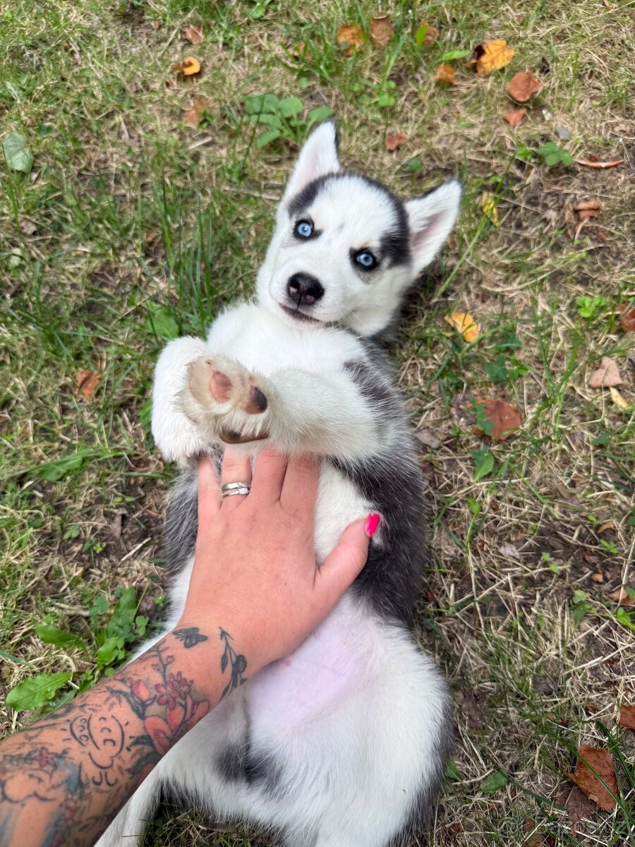 Sibiřský Husky-štěně - 2