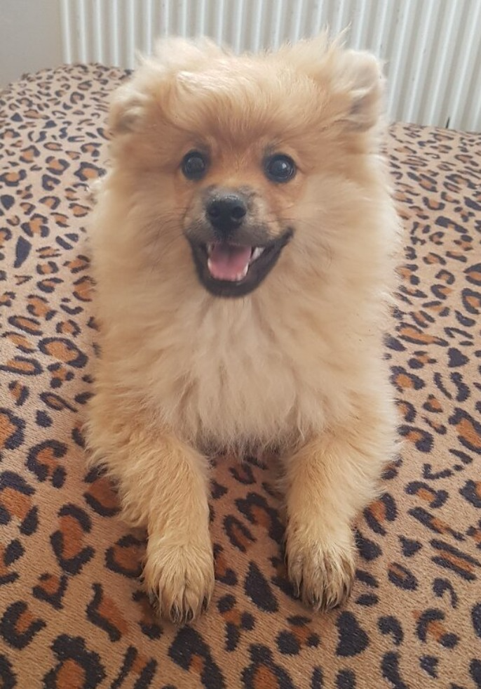 Pomeranian trpasličí špic - 2