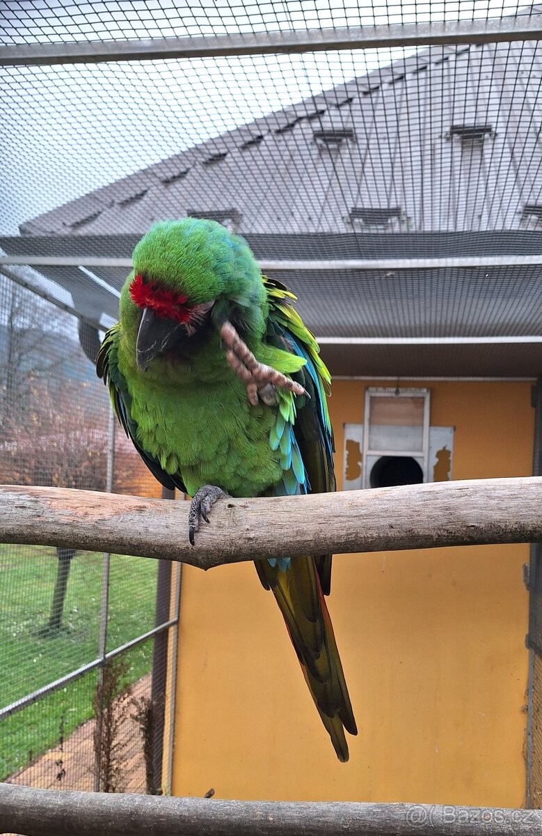 Ara Vojenský 1.0 - 2