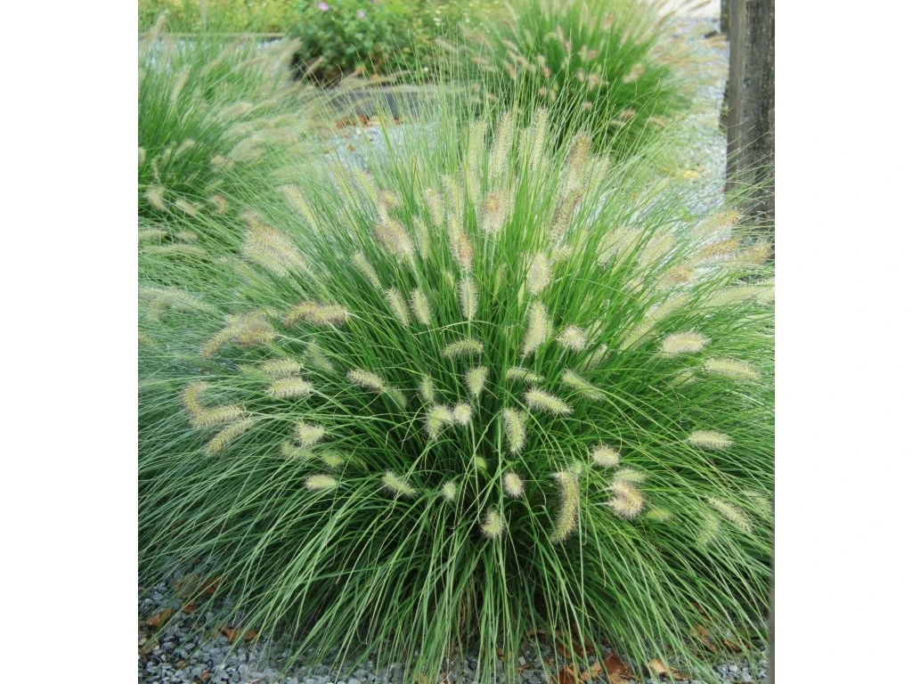 Traviny - Dochan psárkovitý - 2