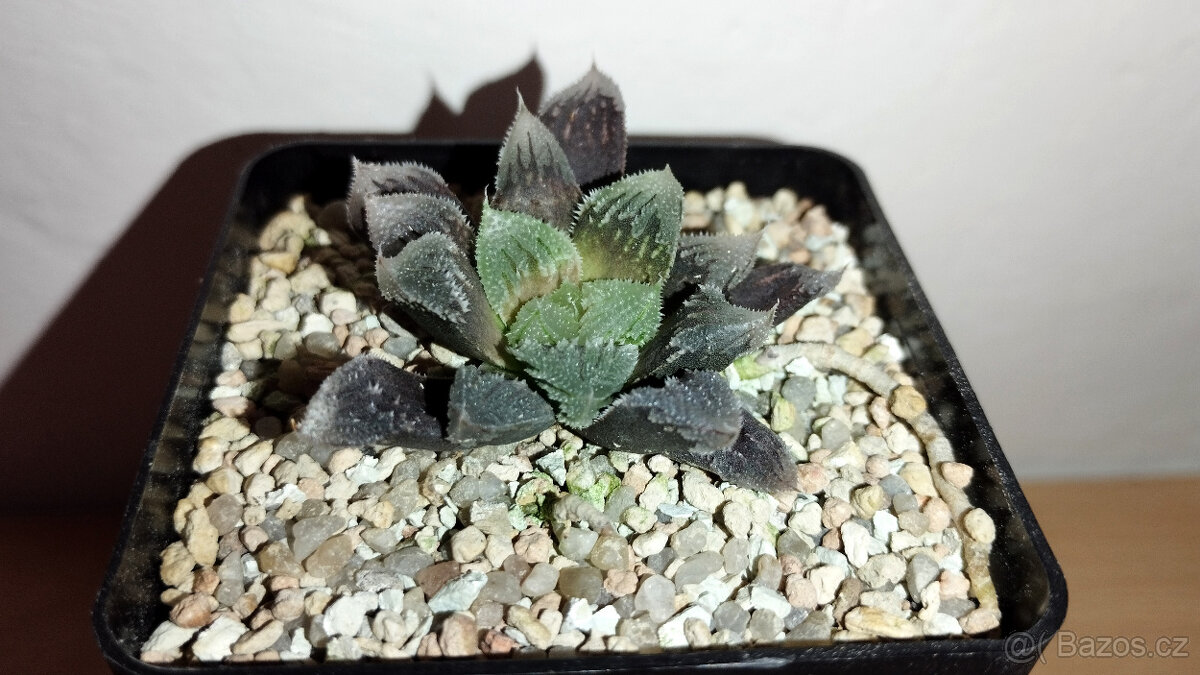 Haworthia cv. Hakuteijoh ( sukulent ) - 2