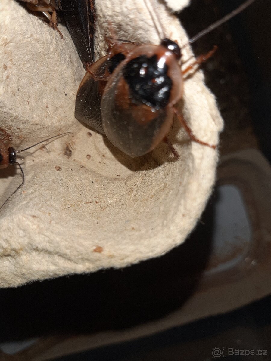 Šváb Argentinský - 2