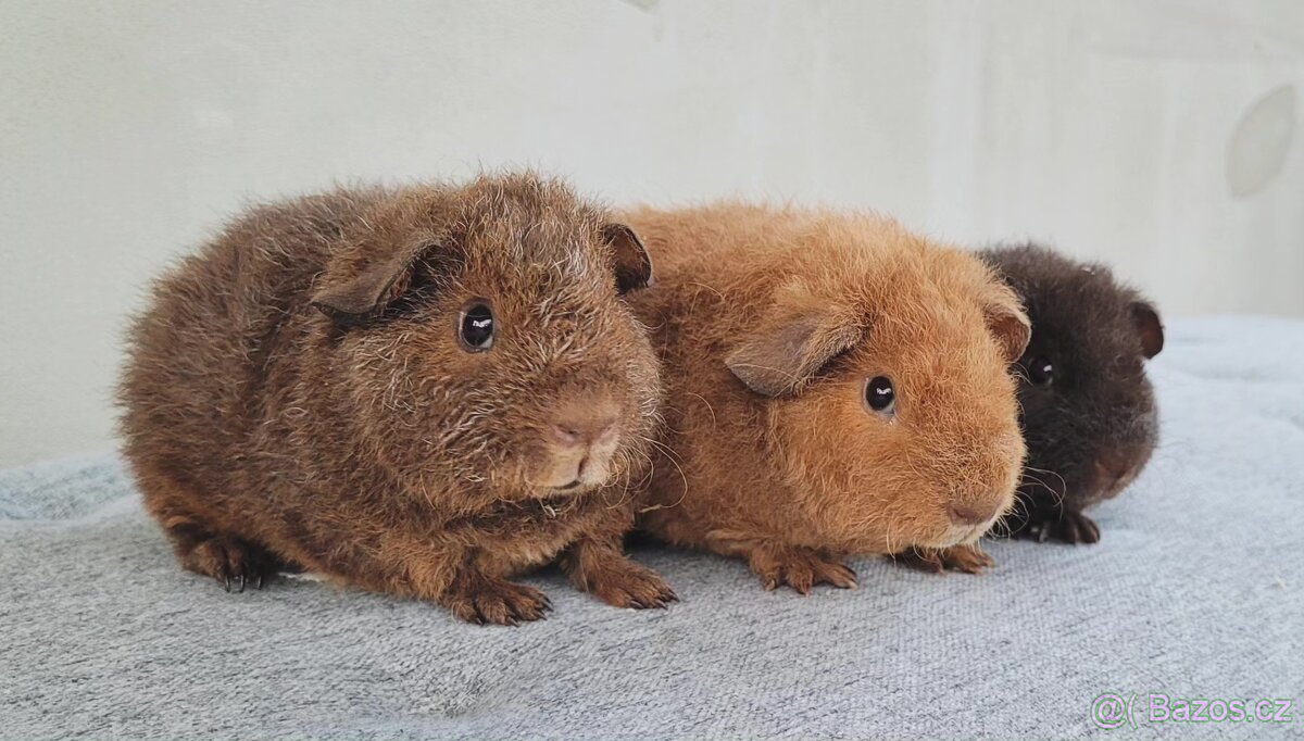 Morčátko US Teddy - 2