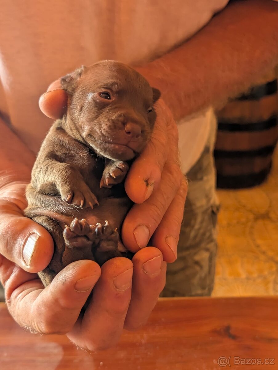 Patterdale terrier - 2