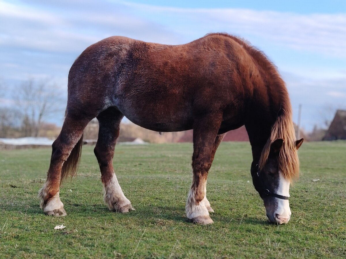 Prodám klisnu ČMB - 2