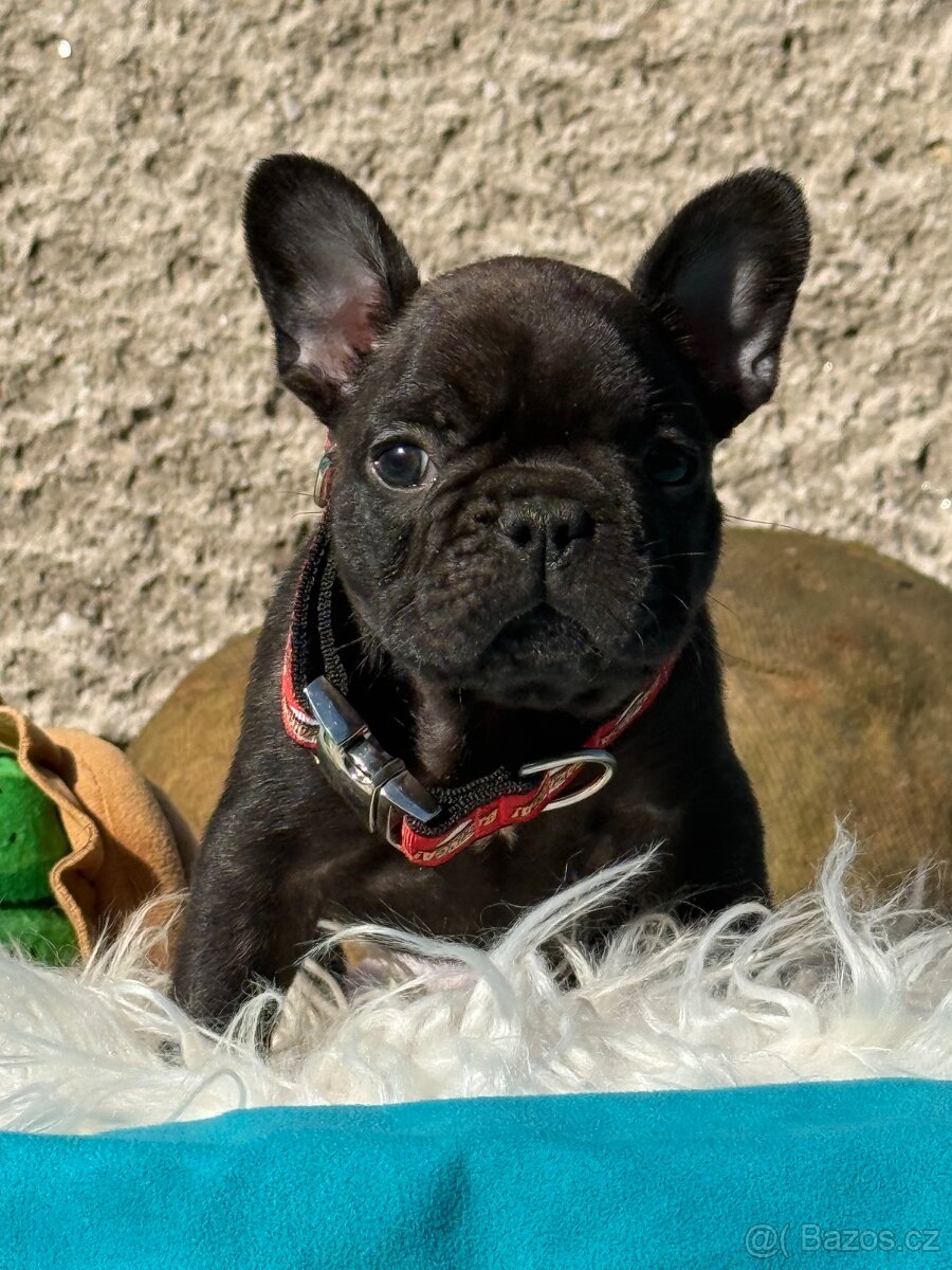 Francouzský buldoček - 2