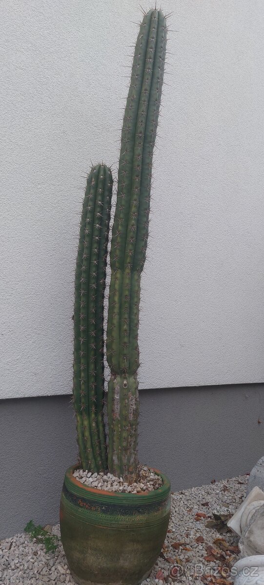 Predaj nádherný veľký kaktus - 2