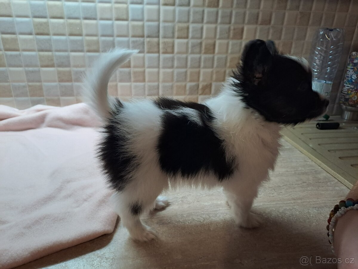 Fenka s PP na prodej - Papillon - 2