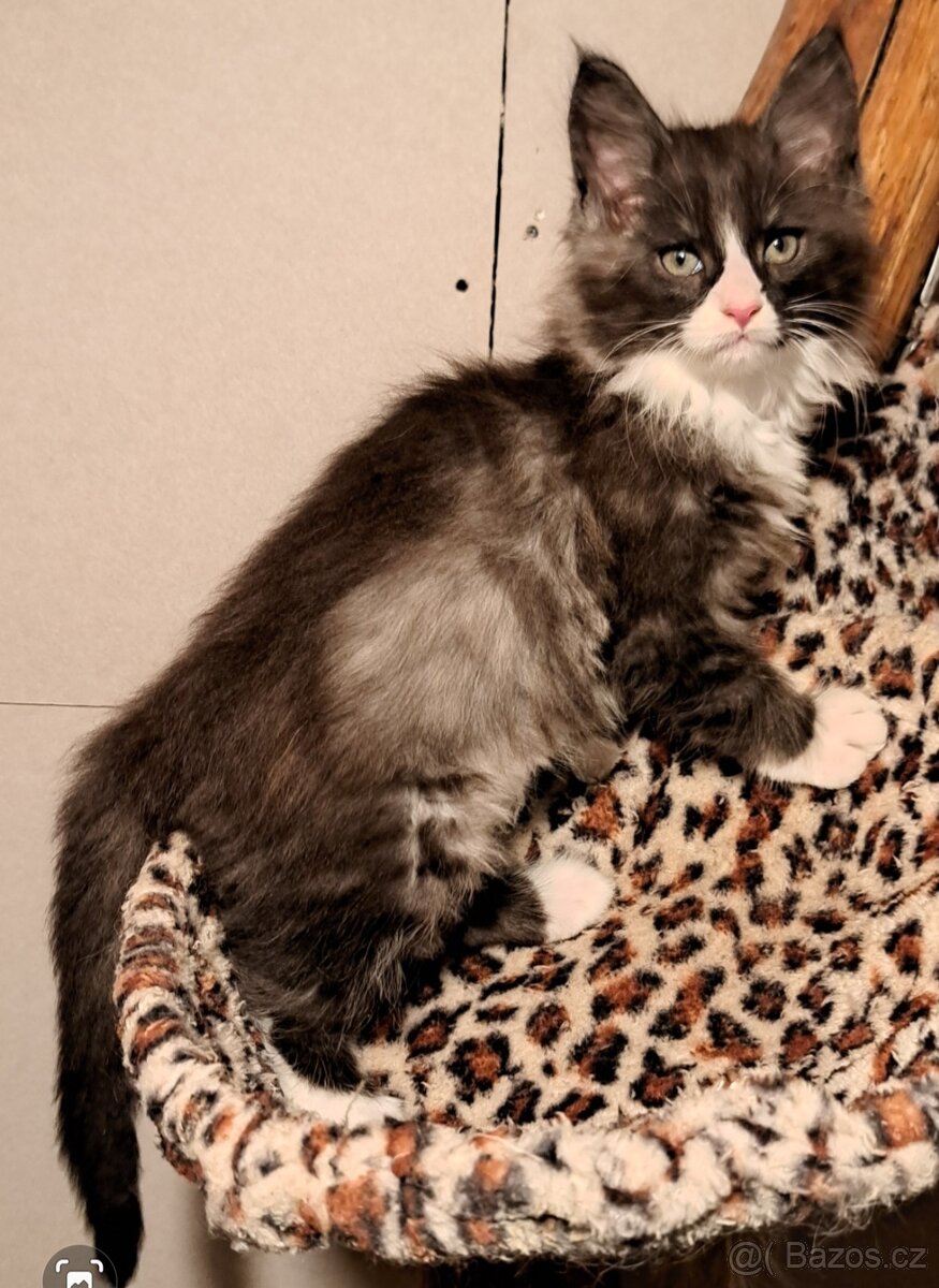 mainská mývalí koťátka - 2