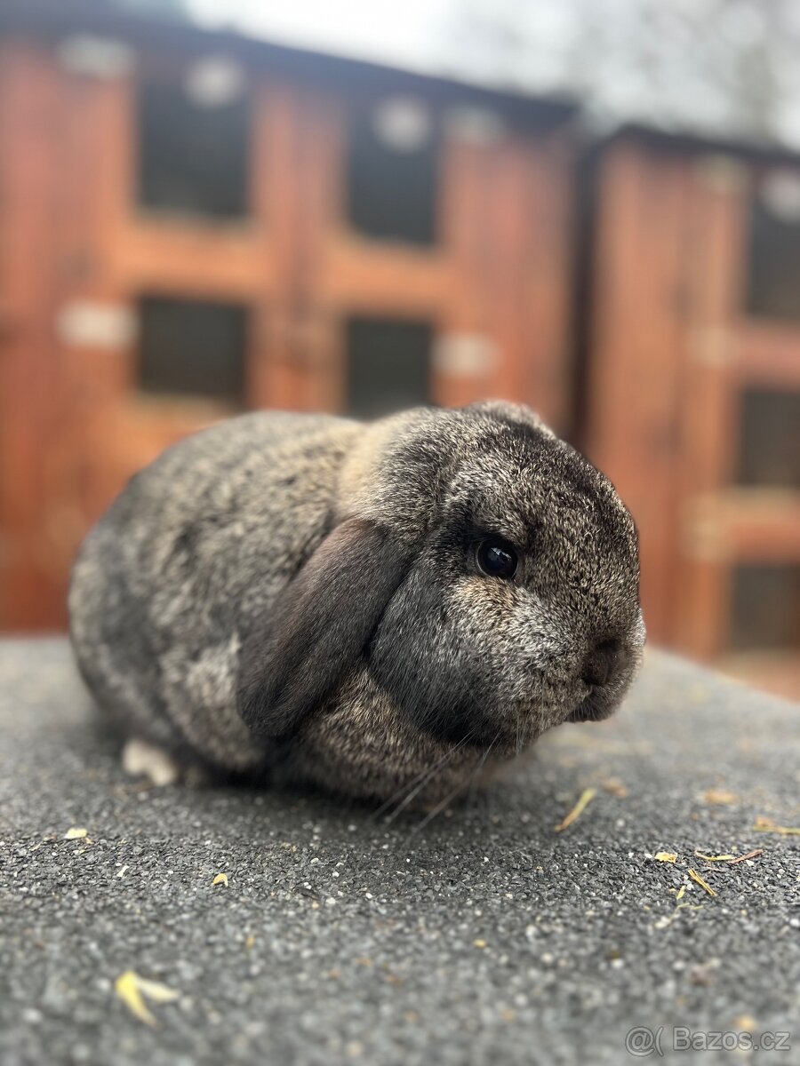 Zakrslý beránek čistokrevný - 2