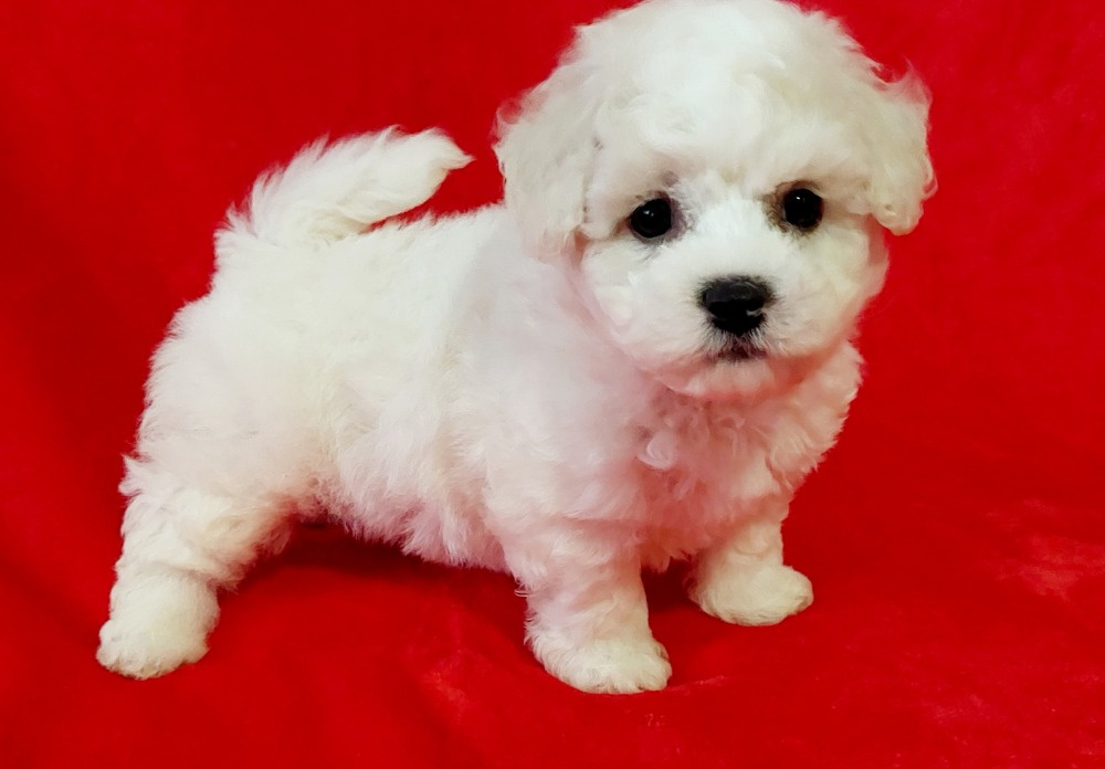 Bišonek frisé s PP - 2