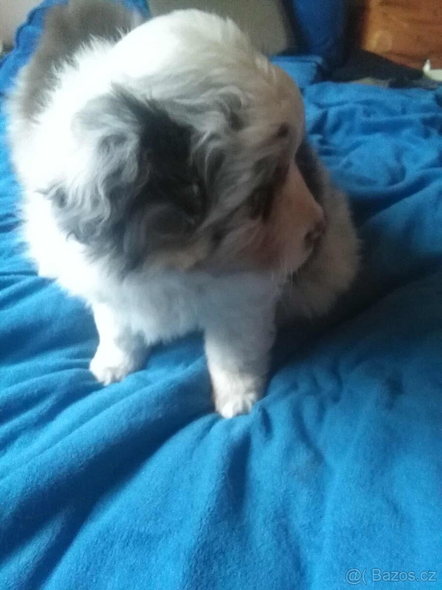 Australský ovčák bez PP - 2