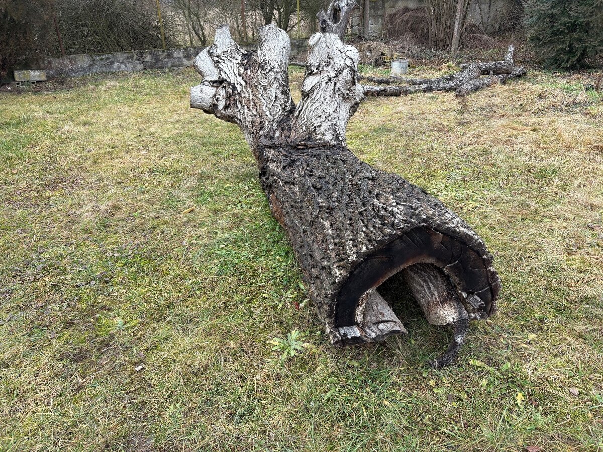 Masivní kmen ořechu - 2