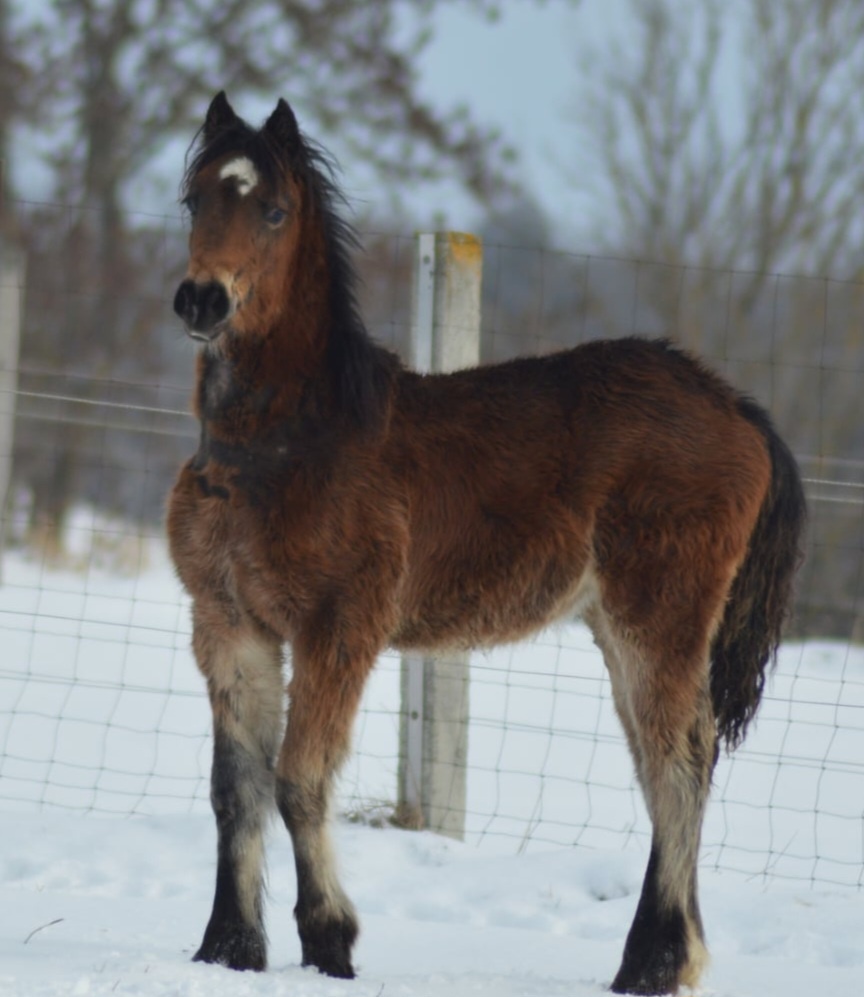 Welsh cob - klisna - 2