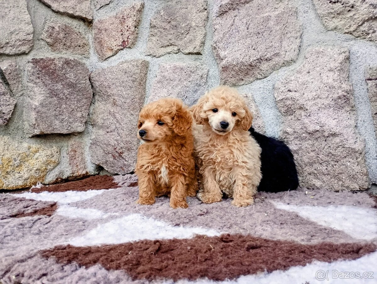 Pudl toy/pudlík - 2