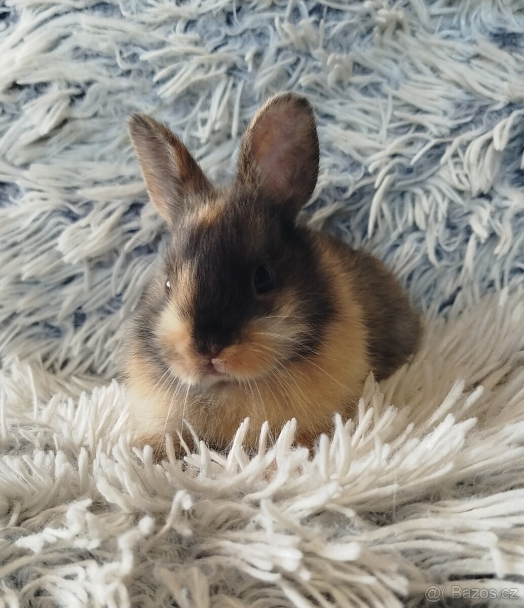 Zakrslý králík - 2