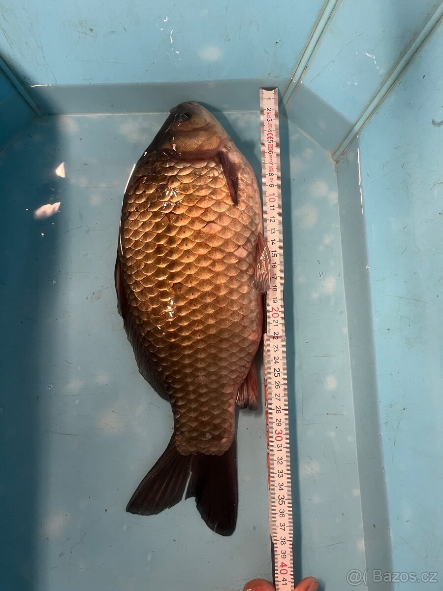 Karas stříbřitý - 2