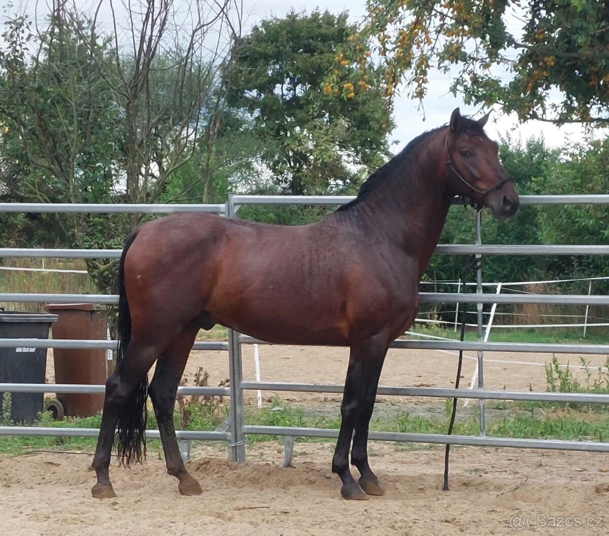 HŘEBEC - Pura Raza Española - 2