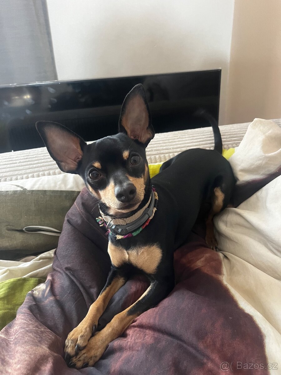 Pražský krysařík - 2