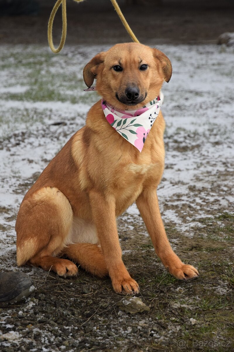 Žofka hledá domov - 2