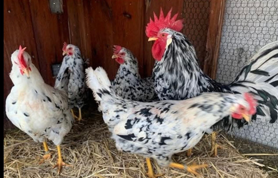 Nasadová vajíčka vlaška exchequer. - 2