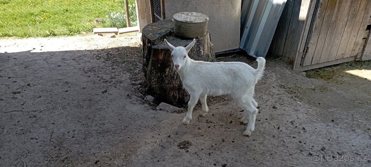 Prodej kůzlat - 2