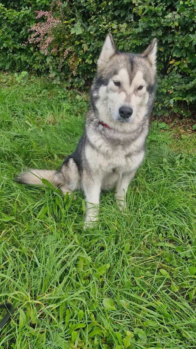 Prodám 3letou fenu aljašského malamuta - 2