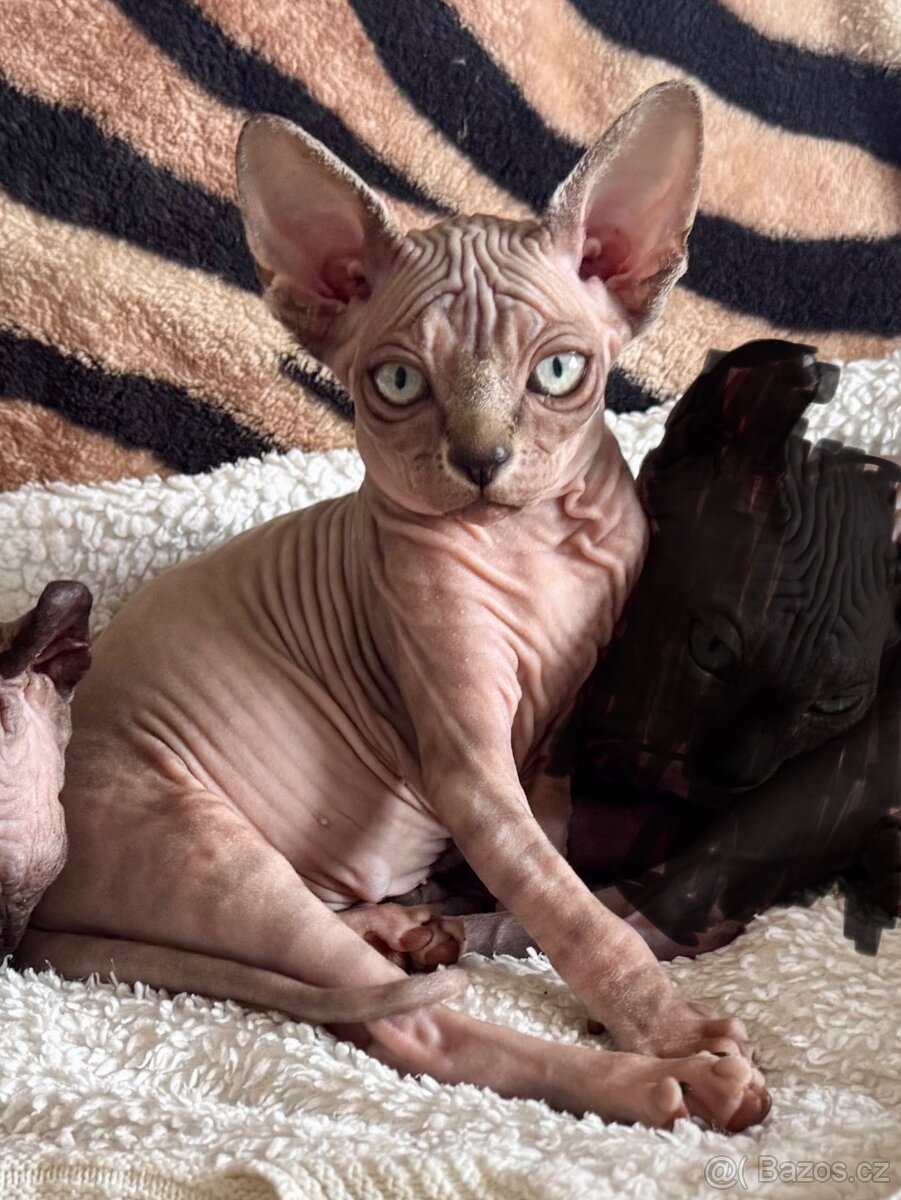 Koťata Sphynx-Elf-Strike - 2