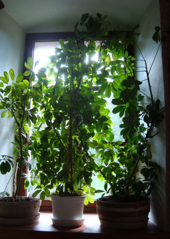 Velké rostliny ŠEFLERA 3 ks - 2