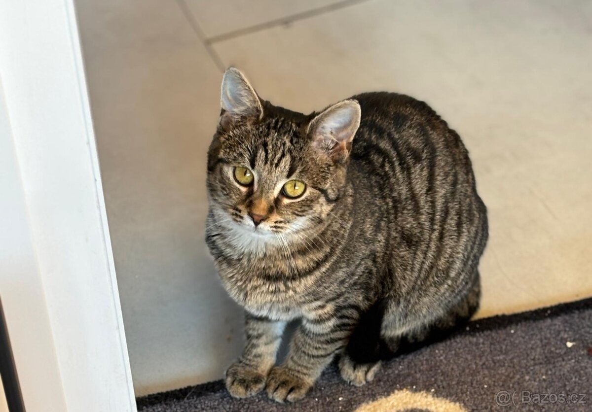 Daruji dvě kočičí krásky - 2