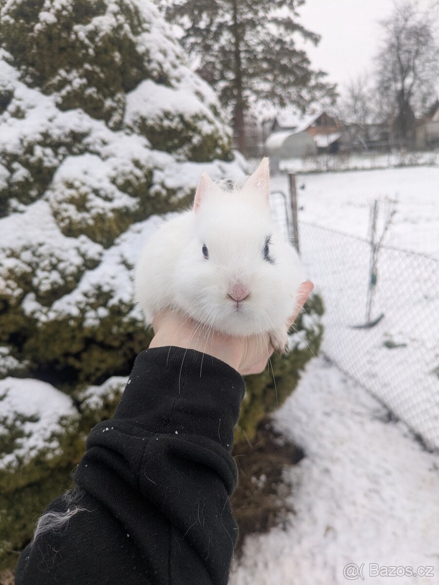 Teddy králík, zakrslý králík Teddy, zakrslý králík - 2