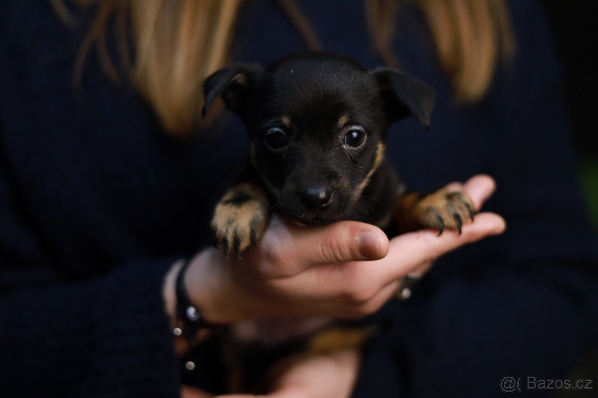 Štěňata křížence k odběru ihned - 2