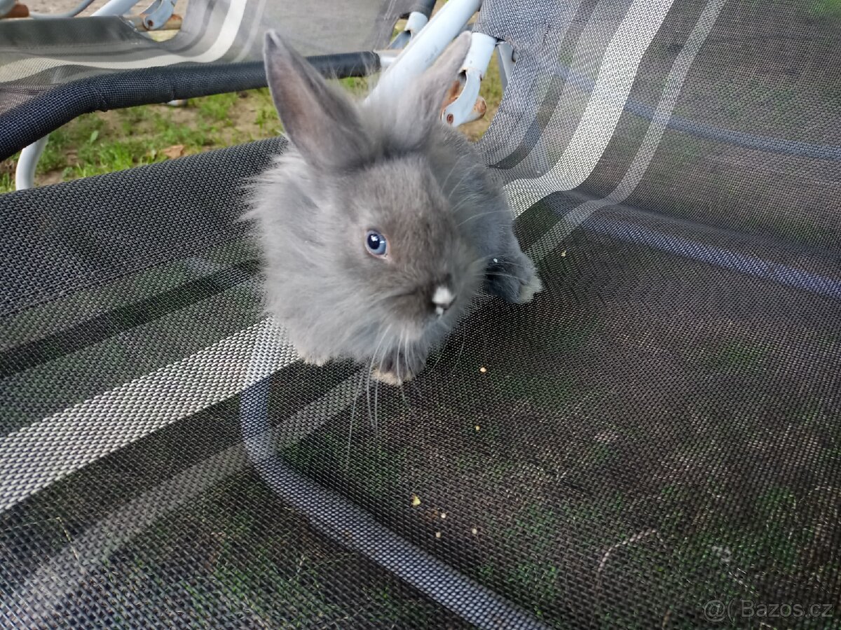 Zakrslý králík mládě - 2