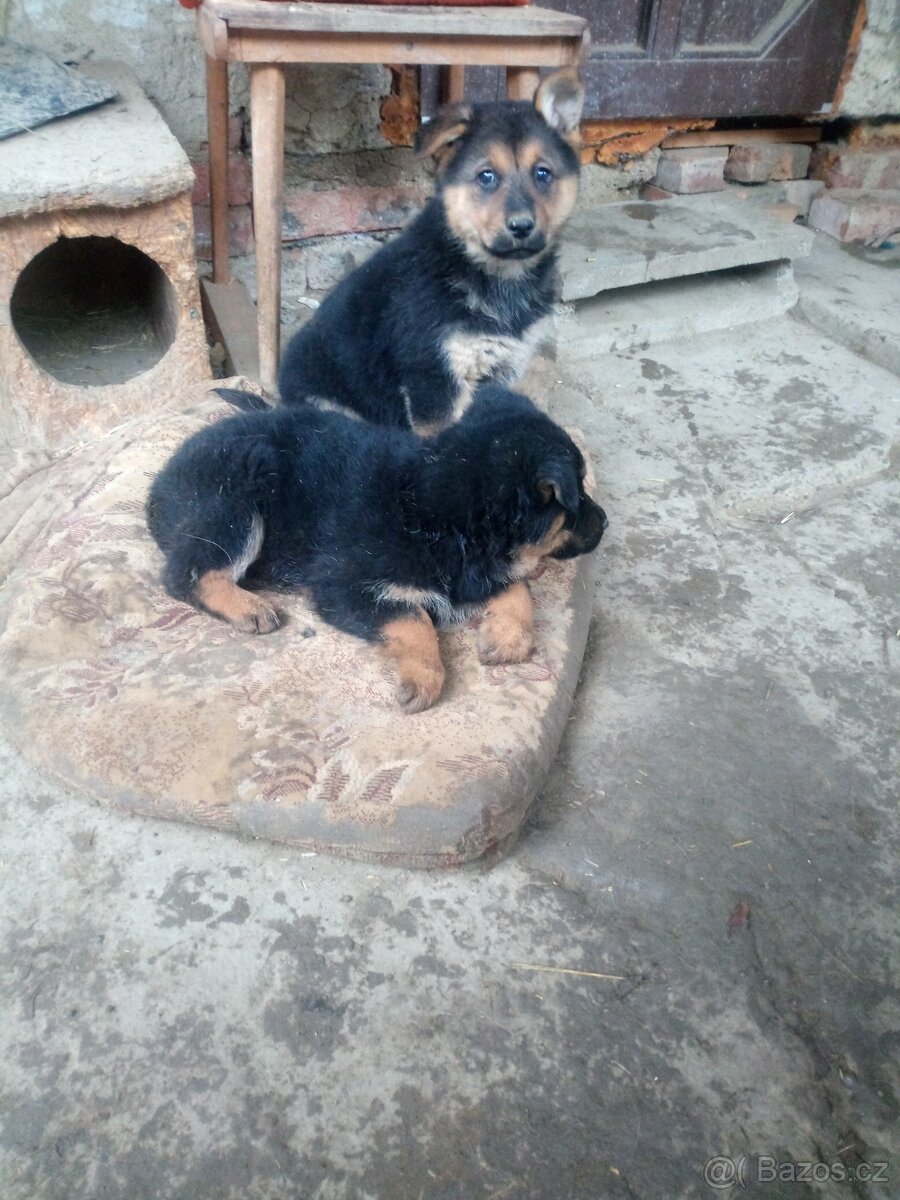 Chodský pes kříženec - 2