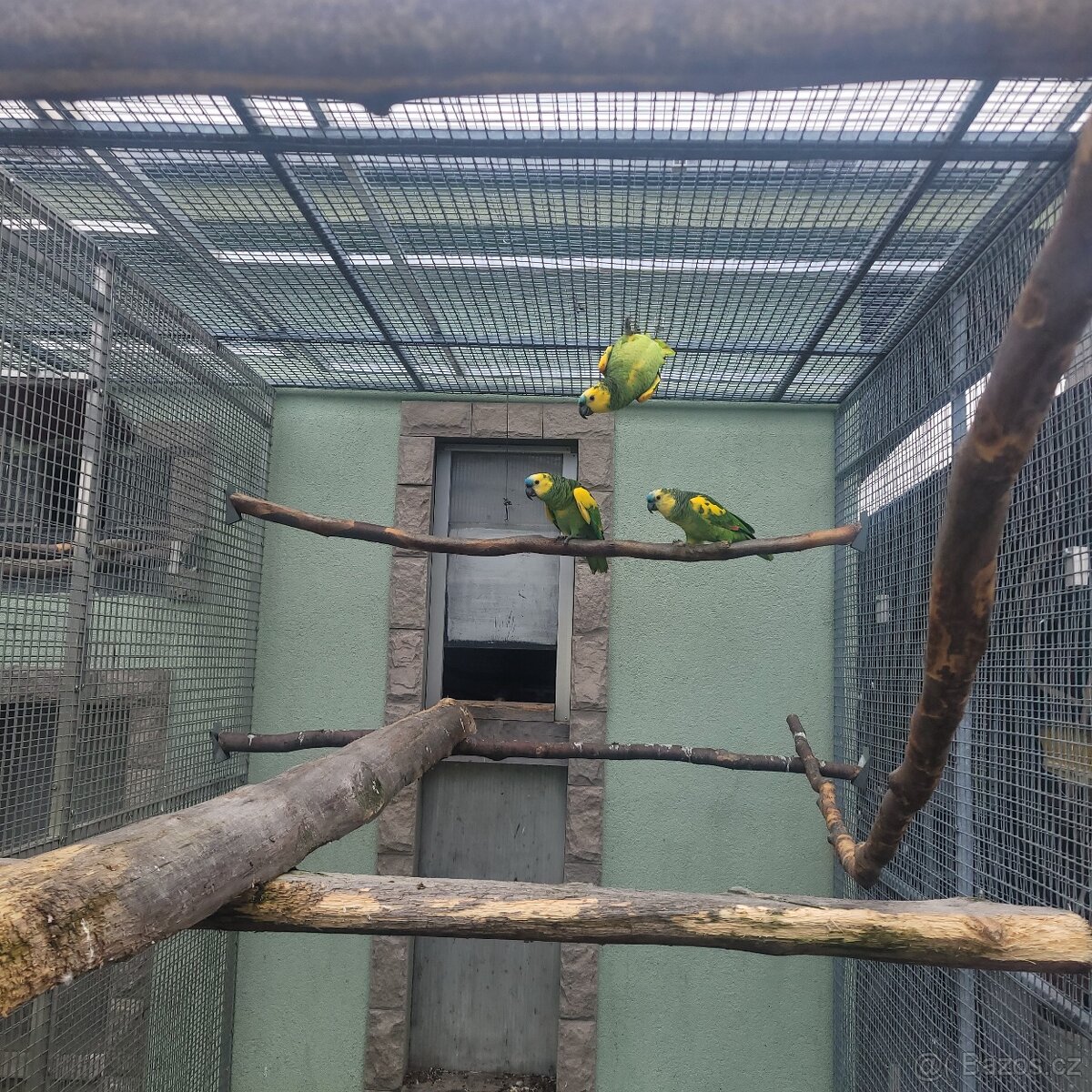 Predám Amazoňan modroceli - 2